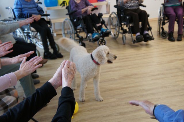 Verstehen sich auch ohne Worte: Therapiehund Bailee und sein Herrchen Rob Davis halten Senioren fit.