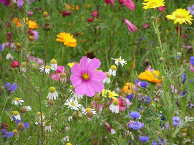 Bunte Blumenwiese