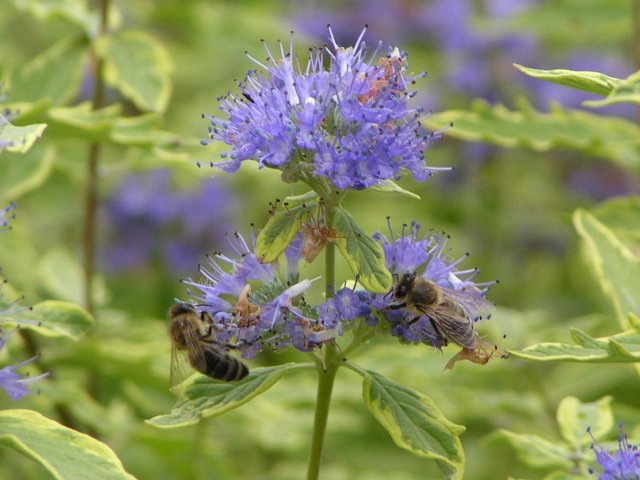Bienenweide