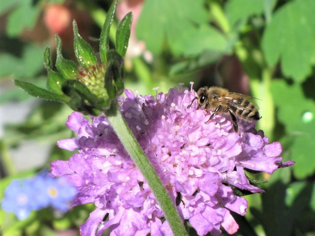 Biene auf Blüte