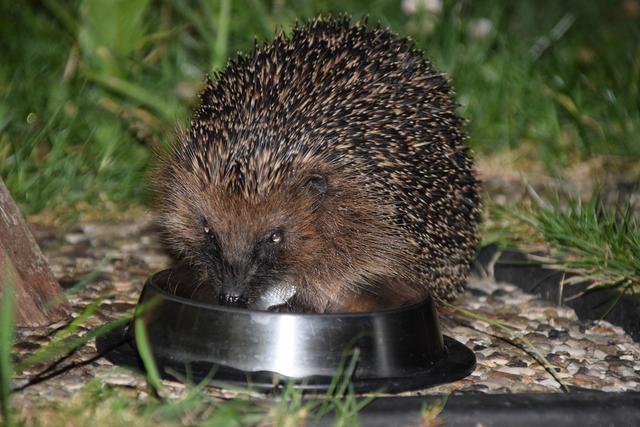 So sieht ein gesunder Igel aus