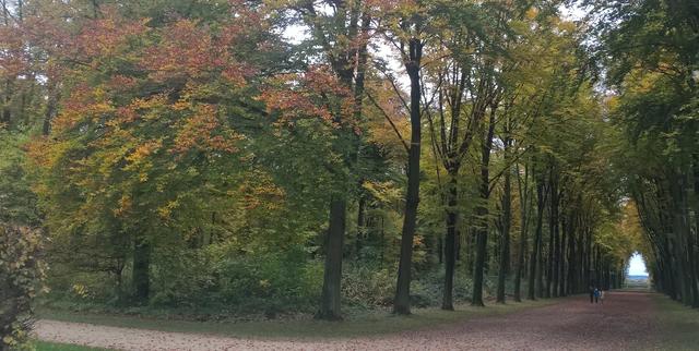Ein Spaziergang durch die Schlossallee. Auch im November gibt es Lichtblicke. Foto: Heike löhrer