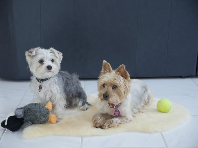 Das sind sie, die Berichterstatter*innen, hier Leila & Trixie