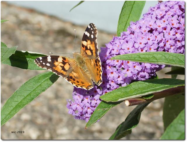 Distelfalters (Vanessa cardui), Rhein-Sieg Kreis, August 2019