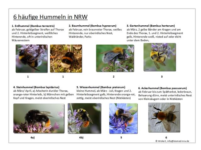 6 häufige Hummeln in NRW (info@biomed-nrw.de)