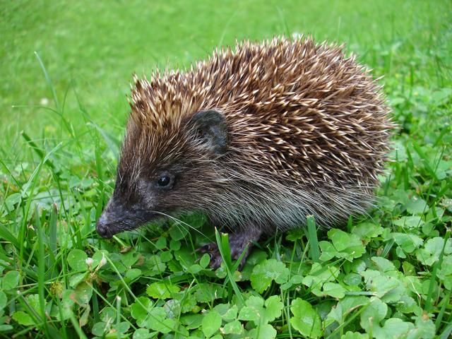 Gesunder Igel - so möchte jeder sympathische Stachelritter sein Revier durchstreifen.