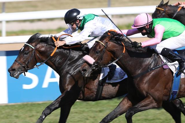 v.l.:Fearless King im Zweikampf mit Rubaiyat