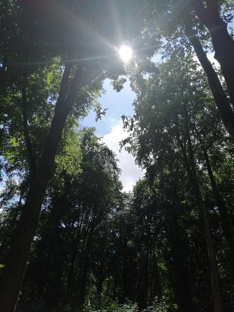 Sonnenstrahlen schimmern an den Bau Wipfel vorbei.