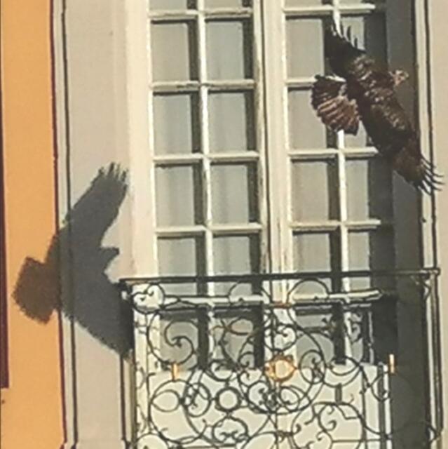 Im Flug hinterlässt er wie manches im Leben seinen Schatten. Der Bussard beim Weiterflug.