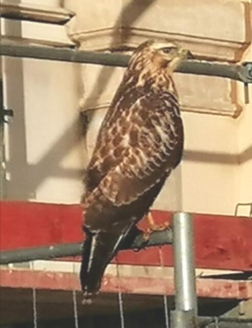 Stolz präsentiert sich dieser schöne Bussard vor Schloss Augustusburg.